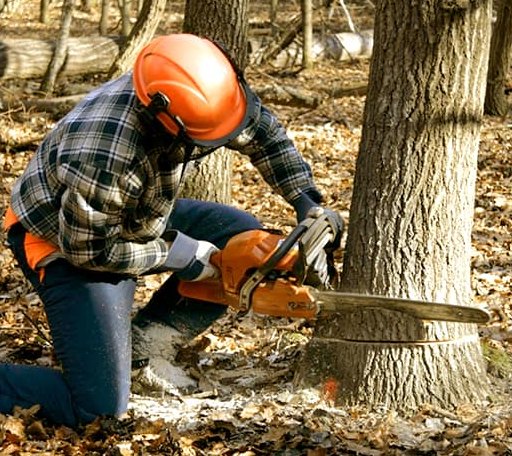 Tree Removal in Carrier, OK